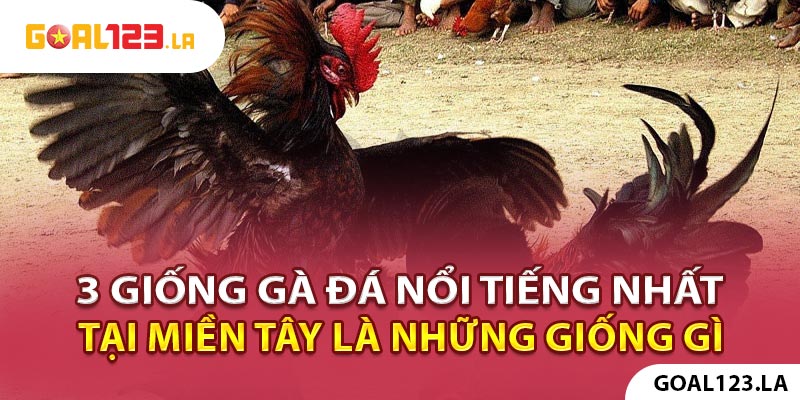 3 giống đá gà nổi tiếng nhất tại miền Tây là những giống gì?