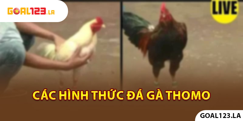 Các hình thức đá gà Thomo hấp dẫn tại Goal123