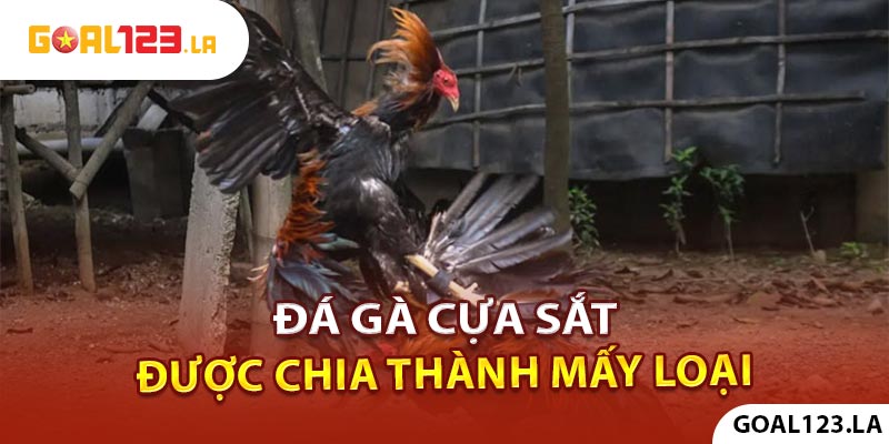 Đá gà cựa sắt được chia thành mấy loại?