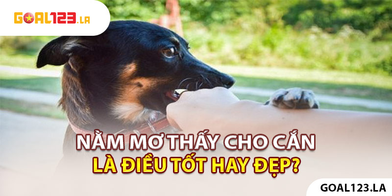 Mơ thấy bị chó cắn là điều tốt hay đẹp?