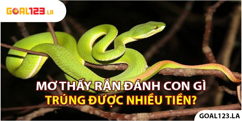 Mơ thấy rắn đánh con gì trúng được nhiều tiền?