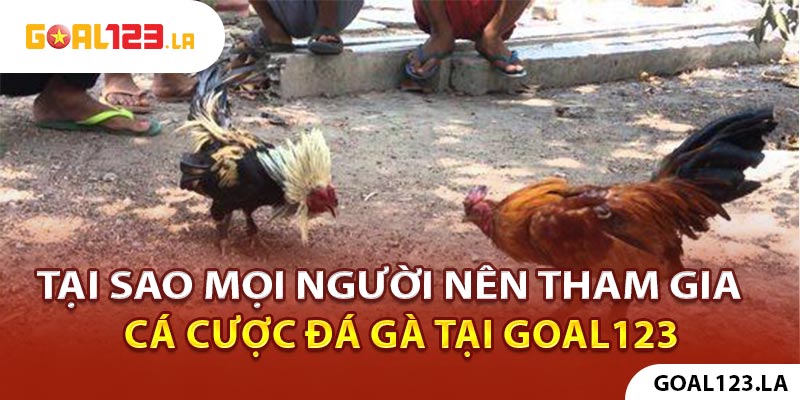 Tại sao mọi người nên tham gia cá cược đá gà tại Goal123?