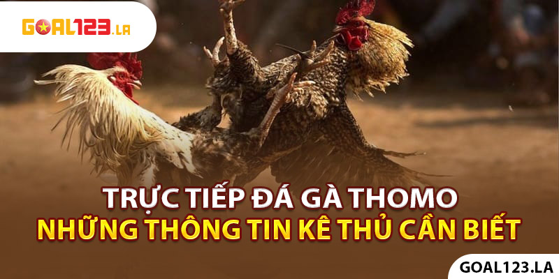 Trực Tiếp Đá Gà Thomo - Những Thông Tin Kê Thủ Cần Biết