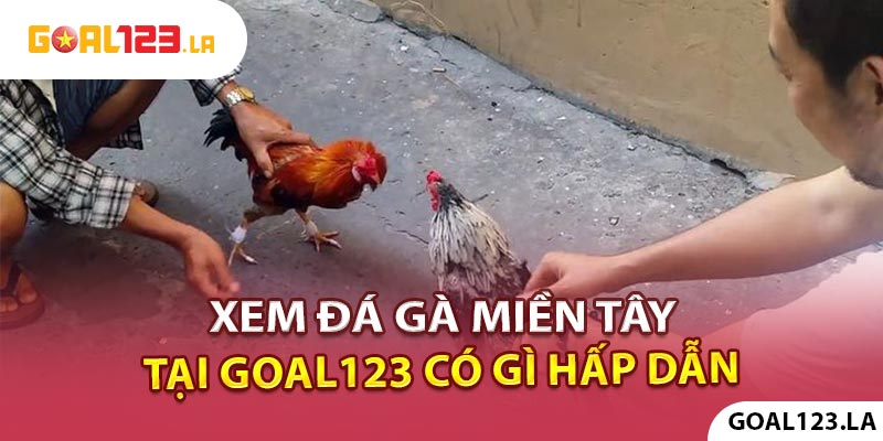 Xem đá gà miền Tây tại Goal123 ngay có gì hấp dẫn? 