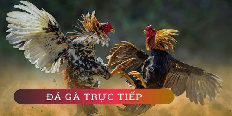 Đá Gà Trực Tiếp - Chia Sẻ Một Vài Kinh Nghiệm Cho Người Mới