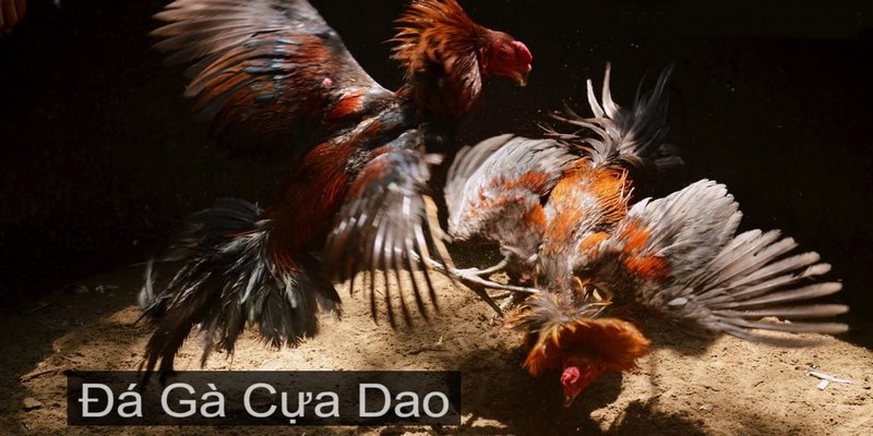 Các quy tắc trong đá gà cựa dao kê thủ cần biết